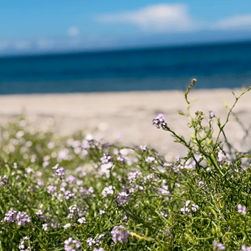 Ro og fredfyldt væren - guidet nærvær i krop og sind ved Tisvilde, 3 timer